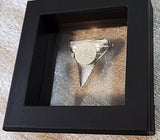 2025 Chad 5000 Franc SHARK TOOTH 1oz 999 Silver Coin
