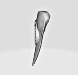 2025 Chad 5000 Franc SHARK TOOTH 1oz 999 Silver Coin