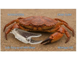 2026 0.8+ troy oz 999 Silver-CRAB CLAW - full 3d